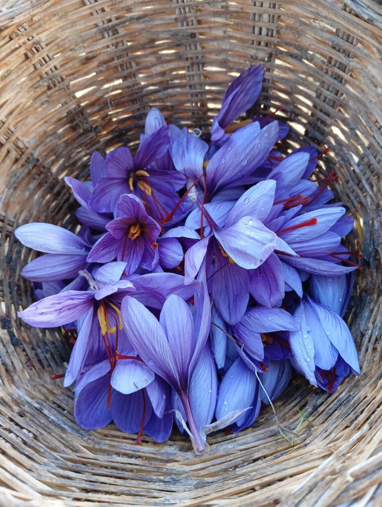 Cestino con fiori di zafferano